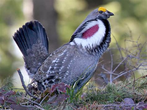 Gallo Lira Caucasiano Tetrao Mlokosiewiczi Mundiaves