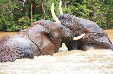 The Bloody History of Addo Elephant National Park