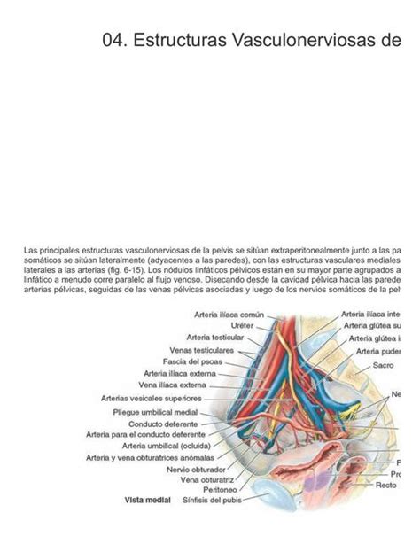 Estructuras Vasculonerviosas De La Pelvis Biolog A General Udocz