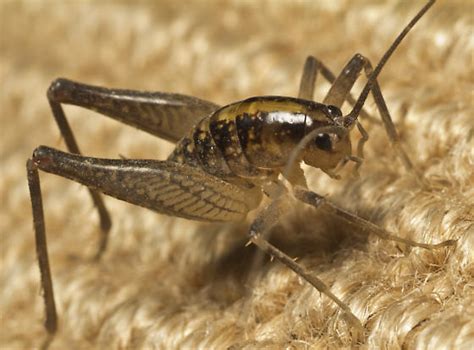 Camel Cricket Ceuthophilus Bugguidenet