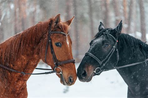 stallion, хакамора для лошади фото, хакамора для лошади, жеребец ...