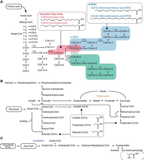 Fatty Acid Synthesis Pathway Diagram