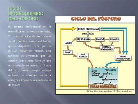 Ciclo Biogeoquimico De Los Elementos Ppt