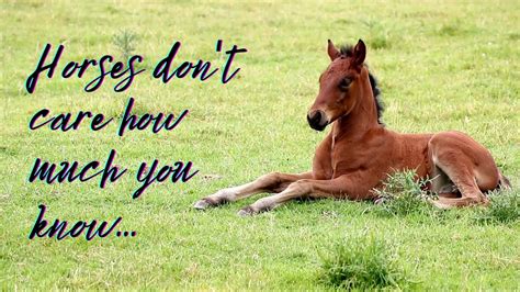 Horse Love Quotes And Sayings