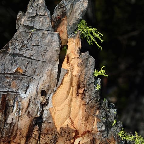 Fotos gratis árbol naturaleza bosque rock desierto rama planta