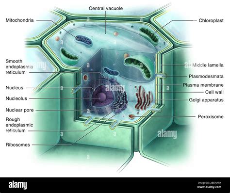 Membrana Plasmatica Celula Vegetal Fotografías E Imágenes De Alta Resolución Alamy