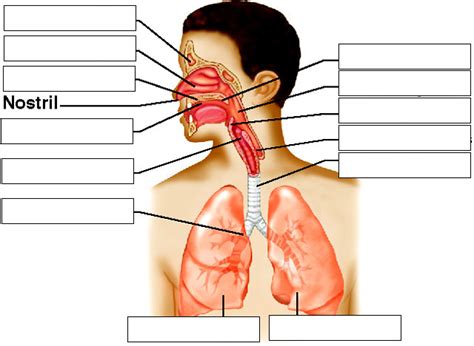 Respiratory System Labeling PART 2 Diagram Quizlet