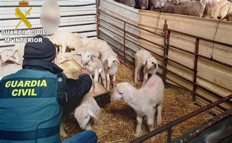 Detenidas Tres Personas Por Robar 34 Corderos Lechales Y Un Generador