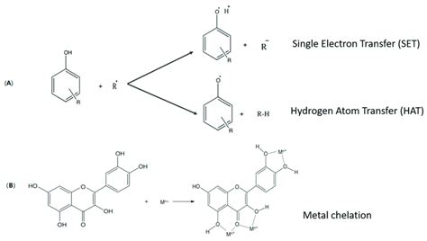 Schematic Representation Of An Antioxidant S Mechanism Of Actions