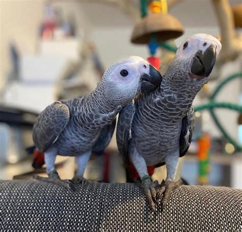 African Grey Parrot For Sale In Florida 62 Petzlover