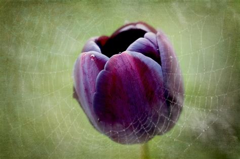 Free Images Blossom Purple Petal Bloom Tulip Flora Cobweb