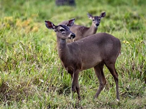 The Red Brocket Deer - Deer and Forests