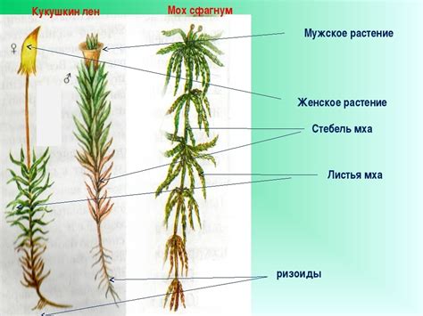 Сравните кукушкин лен и сфагнум. Отметьте строение ,форма листьев ...
