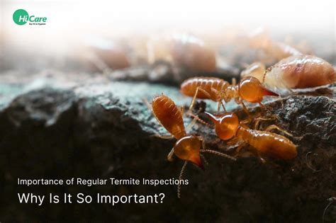 Top Importance Of Regular Termite Inspections Hicare