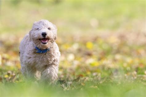 Nombres Y Significados De Bichon Frise Macho Con Mis Mascotas