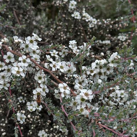 retail leptospermum lanigerum cistus nursery