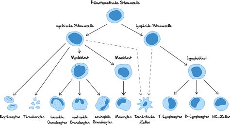 Medat Vorbereitung Biologie