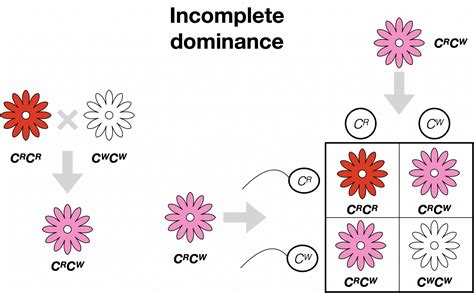 Incomplete Dominance Codominance And Multiple Alleles College