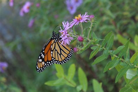 Help Migrating Monarchs With Fall Nectar Flowers Butterfly Lady