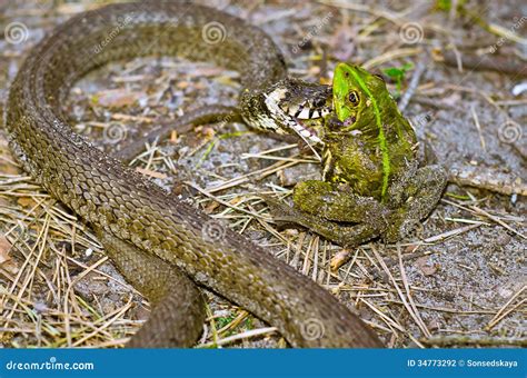 Snake Eating Frog Royalty-Free Stock Image | CartoonDealer.com #34773292