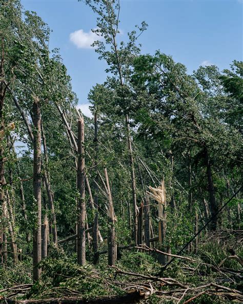 Fria bild trädstam gräsväxter skogsmark våren poppel träd skogen