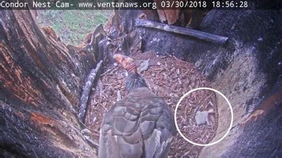 Shorts Ventana Wildlife Society