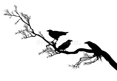 Tree Branch Birds Silhouette Stock Illustrations Tree Branch