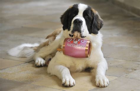 Breeds 101 Meet The Sweet And Inquisitive Saint Bernard