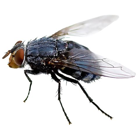 Fly Png Images Free Download Transparent Fly Pictures Free