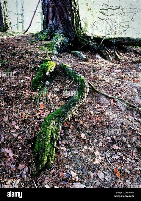 Tree Roots Covered In Moss Hi Res Stock Photography And Images Alamy