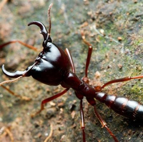 10 Most Venomous Insects in the World