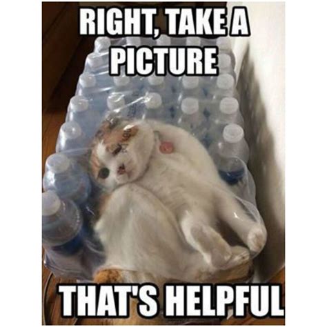 Cat Wallpaper 33 Funny Cat Memes That Never Fail To Make Us LOL