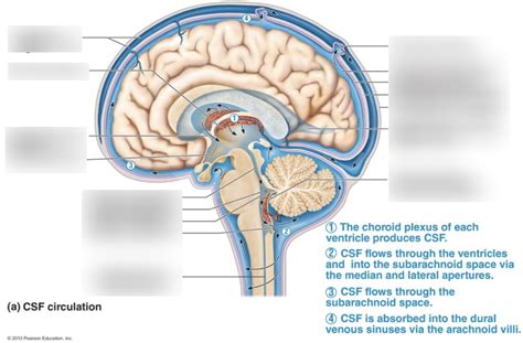 CSF Circulation Diagram Quizlet