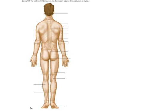 Posterior Dorsal Surface Anatomy Main Areas Diagram Quizlet