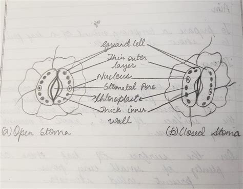 Diagram of stomata | Stoma, Diagram, Save