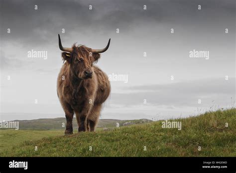 Highland Cow, Scotland Stock Photo - Alamy