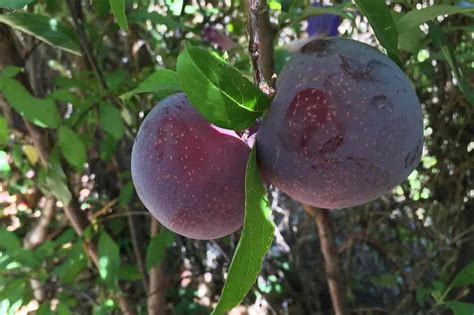 Plumcot wholesale price | The purchase price, usage, Uses and ...
