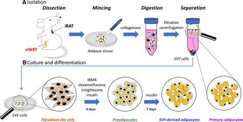 The Flow Scheme Showing The Isolation Of Primary Adipocytes And