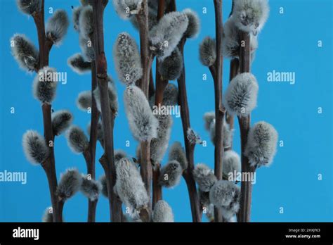 Expanded Buds On Pussy Willow Against Cyan Background Closeup Stock