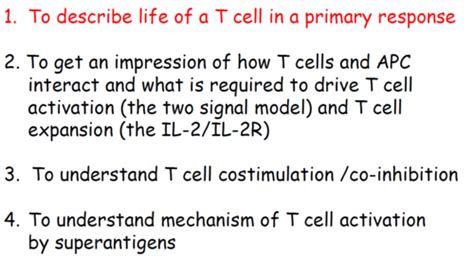 6 T Cell Activation Proliferation And Differentiation Flashcards