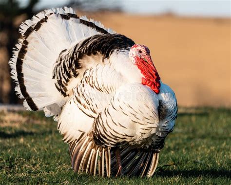 Large White Albino Turkey Standing on a Farm in Nebraska Stock Photo ...