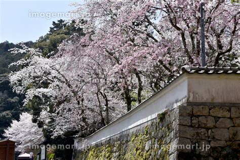 春の三井寺 境内の桜 滋賀県大津市の写真素材 143859939 イメージマート