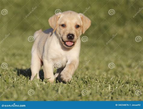 Perrito De Labrador Foto De Archivo Imagen De Mascota 34234876