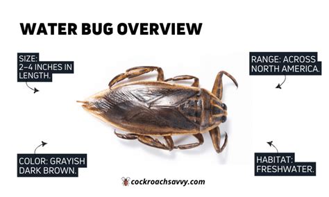 Water Bug vs. Roach: 9 Distinctions and How to Get Rid of Them