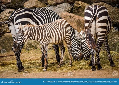 Zebras from the zoo stock image. Image of white, beige - 157703319