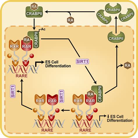 Sirt1 Mediated Deacetylation Of Crabpii Regulates Cellular Retinoic