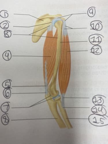 Muscular System Liv Flashcards Quizlet