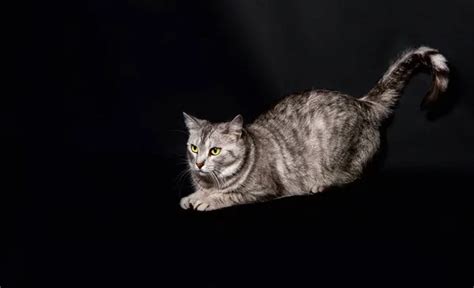 Gris Hermoso Gato Aislado En Fondo Oscuro Mascota En El Estudio