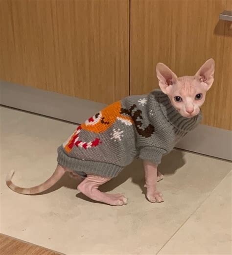 We Re The Real Pussy Cat Dolls Pet Owner Puts Career On Hold To Make Dresses For Cats And Uses