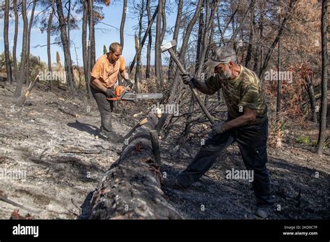 Las Secuelas De Los Incendios Forestales En La Isla Evia Uno De Los